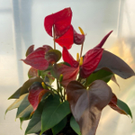 Антуриум Андре CORAL CHAMP (H71)