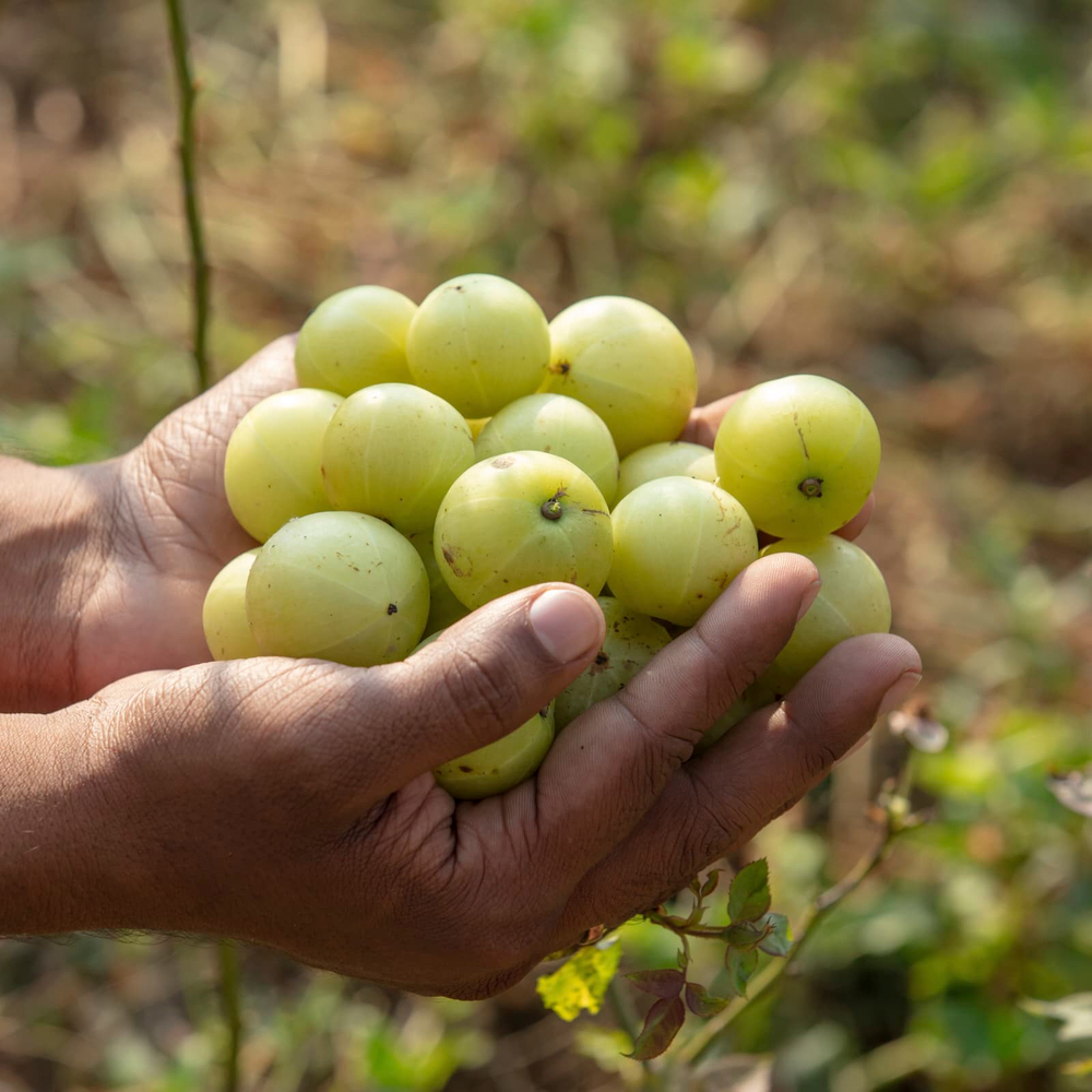 Organic India, Порошок фруктов амлы, 454 г (16 унций)