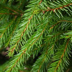 Живая елка русская