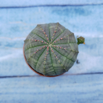 Euphorbia Obesa (Эуфорбия)