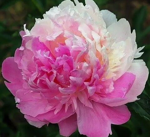 Пион молочноцветковый Мистер Эд