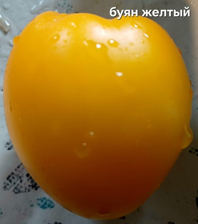 БУЯН ЖЕЛТЫЙ