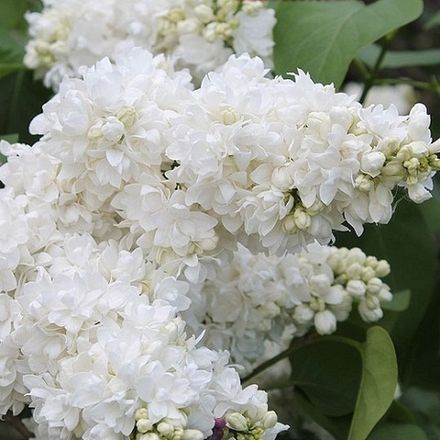 Сирень Алиса Хардинг Белая