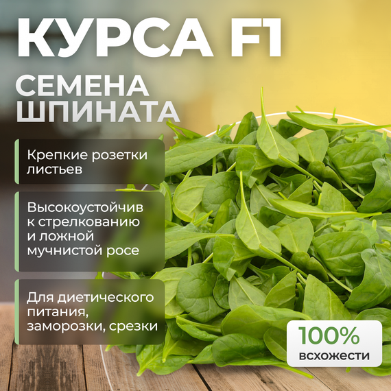 КУРСА F1 семена шпината (Nunhems) культура