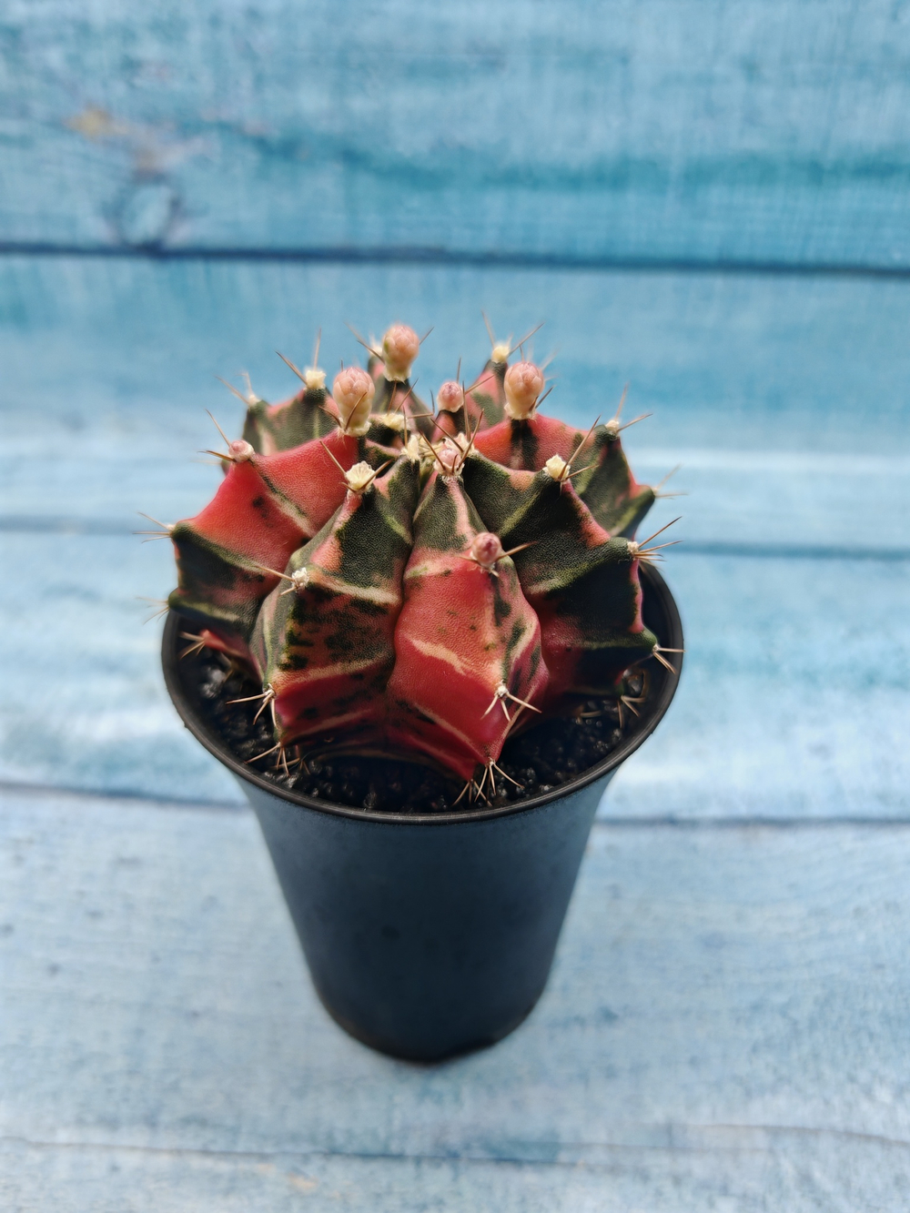 Gymnocalycium Variegata (Гимнокалициум Вариегатный)