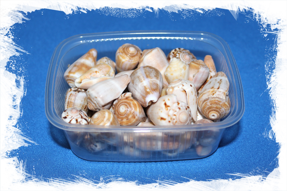 Конус Билиосус Парвулус, 2-4см, 100гр, 20шт