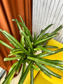 Бромелия, D13см Н40см, 1шт, Urban Jungle (7143)