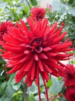 Георгин кактусовидный Форестел