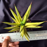 Сансевиерия FRANCISII YELLOW VAR