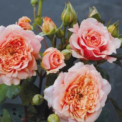 Фестиваль де Жардан де Шомон (Festival des Jardins de Chaumont)