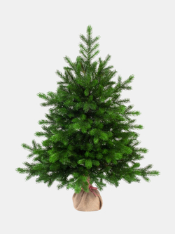 Ель Царь Елка Астерия Премиум 90см 3D