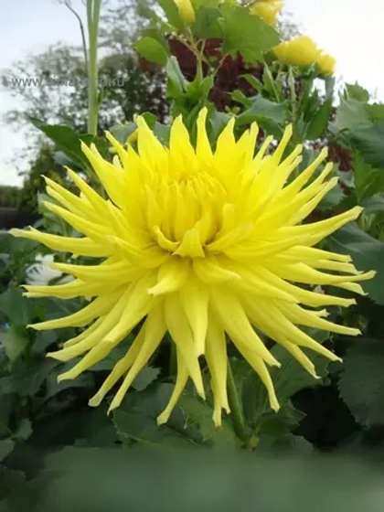 Георгин кактусовидный Кеннемерленд