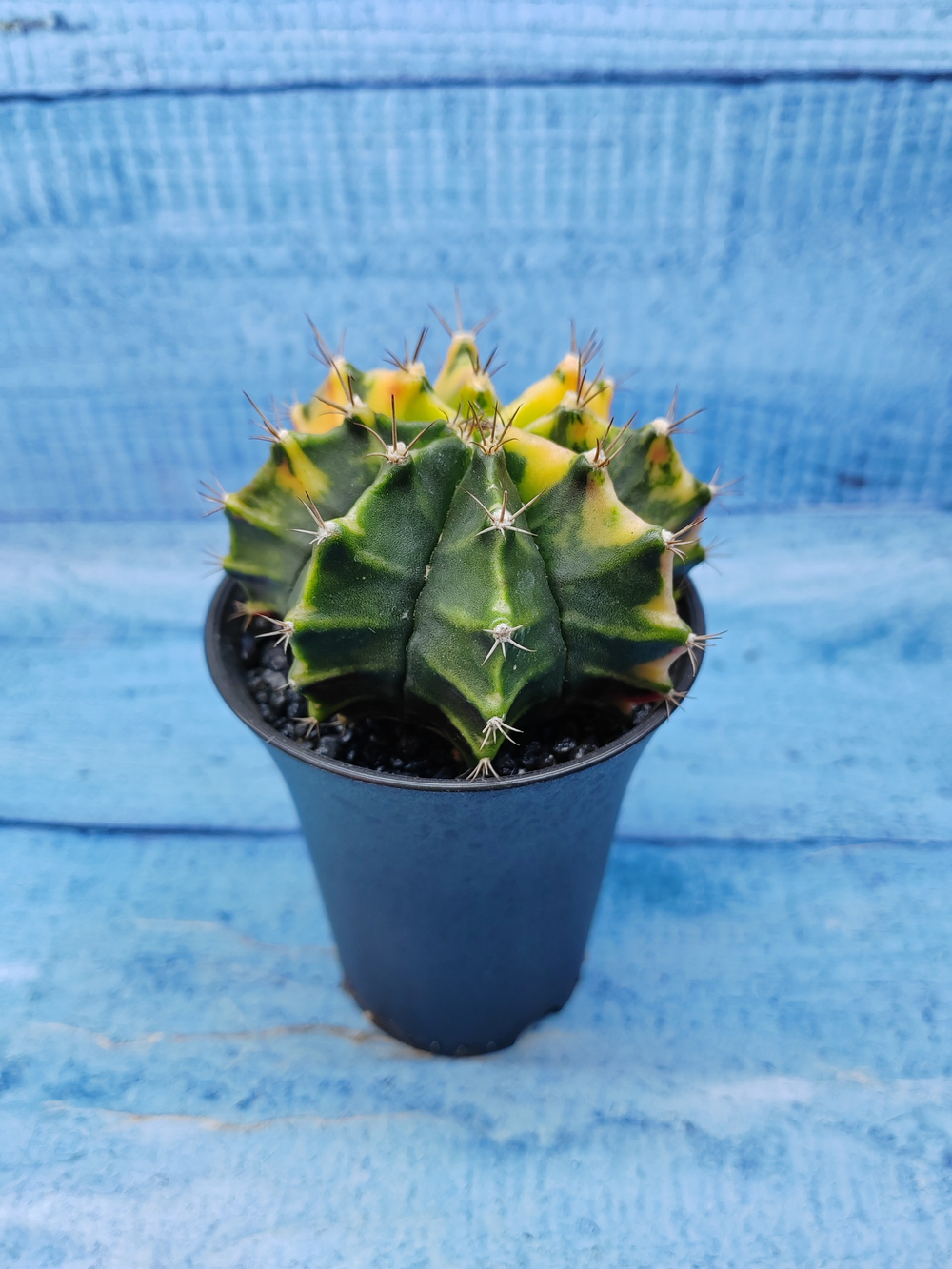 Gymnocalycium Variegata (Гимнокалициум Вариегатный)