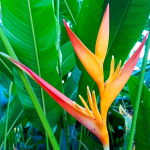 Геликония PSITTACORUM TROPICA