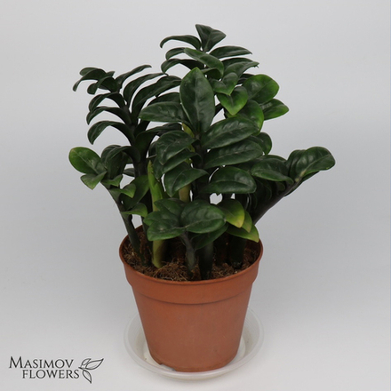 Горшочное растение "Замиокулькас"