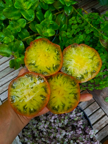 Дикий Тимьян (Wild Thyme) сорт томата