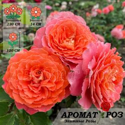 Джеф Л"Артист (Jef L'artiste)