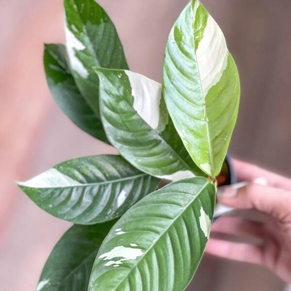 Рафидофора FORAMINIFERA ALBO VAR