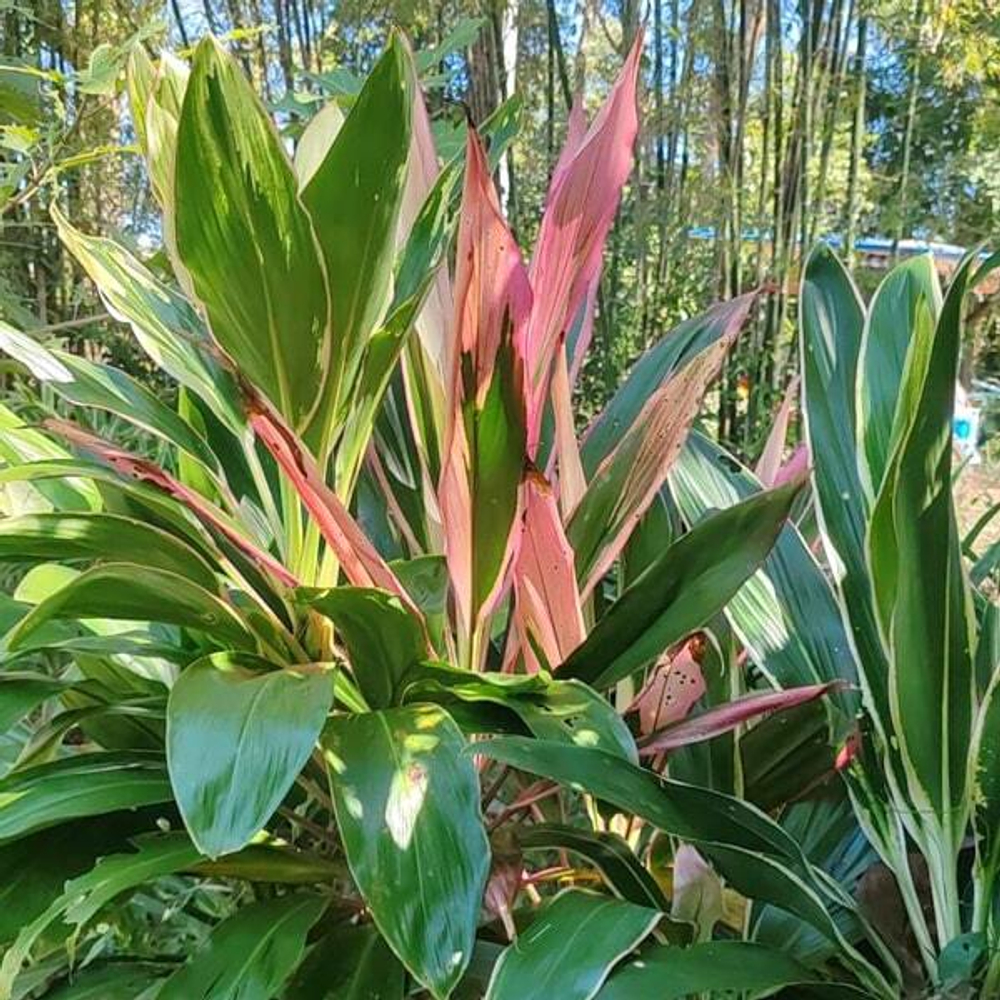 Кордилина VICTORIA