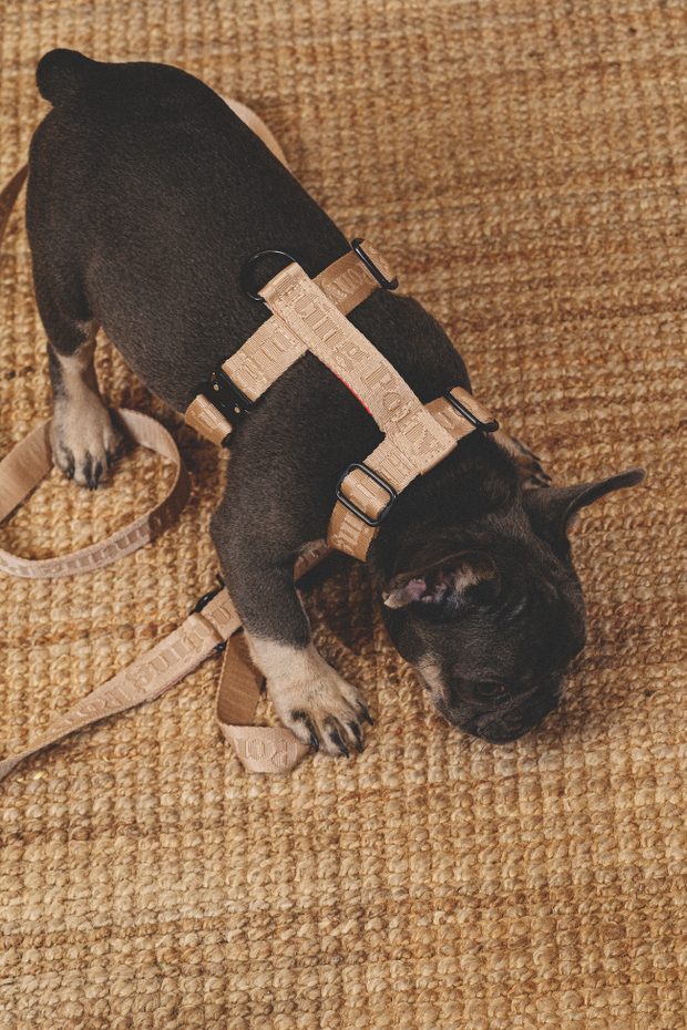 Шлейка "Пони-Компаньони" Бежевый