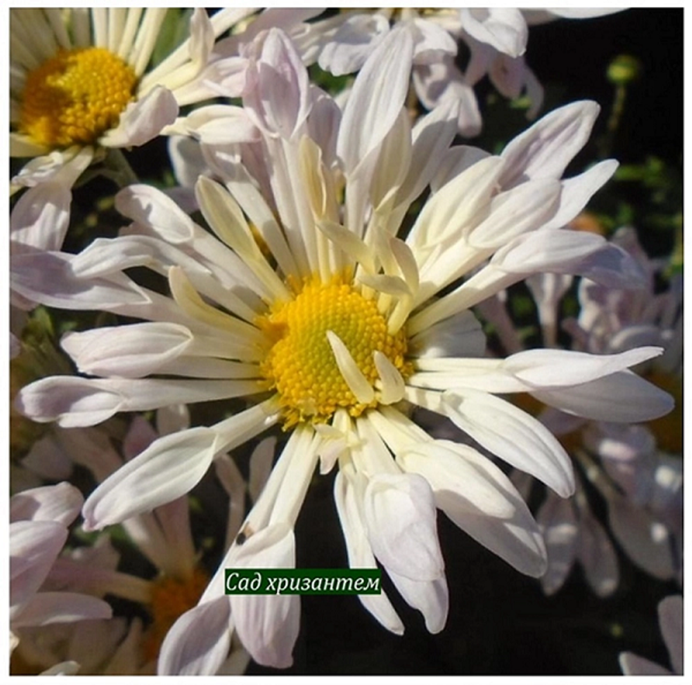 Корейская хризантема Кружевница 🌻  ☘ з.1 🌿 (отгрузка Май)