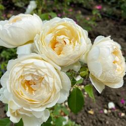 Ла Пети Пайе (La Petite Pair)