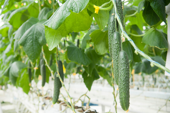 Варвар F1 семена огурца (Гавриш) – фото 5