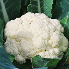 УАЙТЭКСЕЛ F1 семена капусты цветной (Sakata | Alexagro)