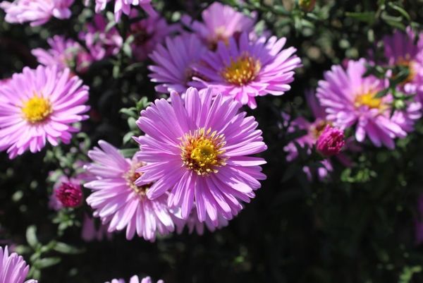 -30% на многолетние цветы