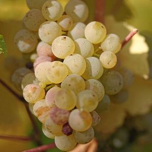 Рислинг, Рейнрислинг (Riesling, Rheinriesling) - белый сорт винограда