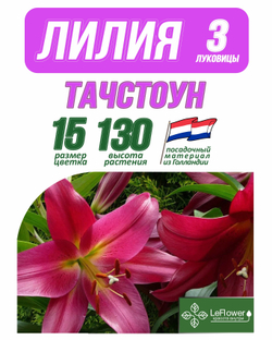 Лилия Луковица, Тачстоун, 3 шт