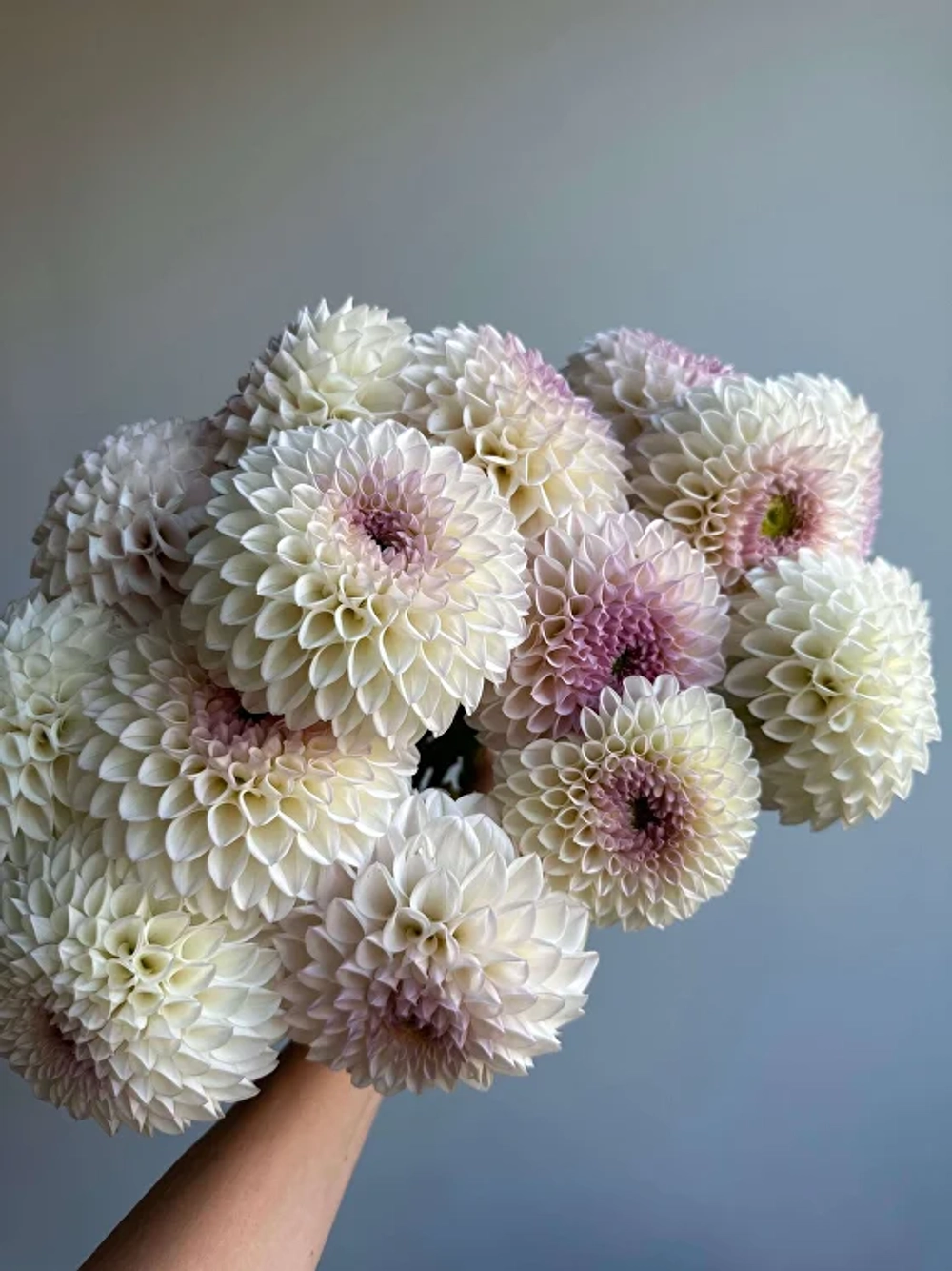 Георгин Pink Pearl (корень) Закупка М55 апрель 2026