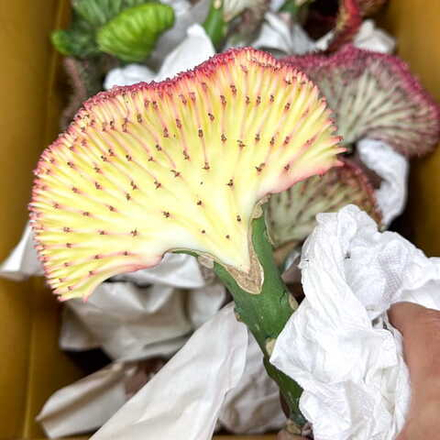 Эуфорбия лактеа кристата YELLOW