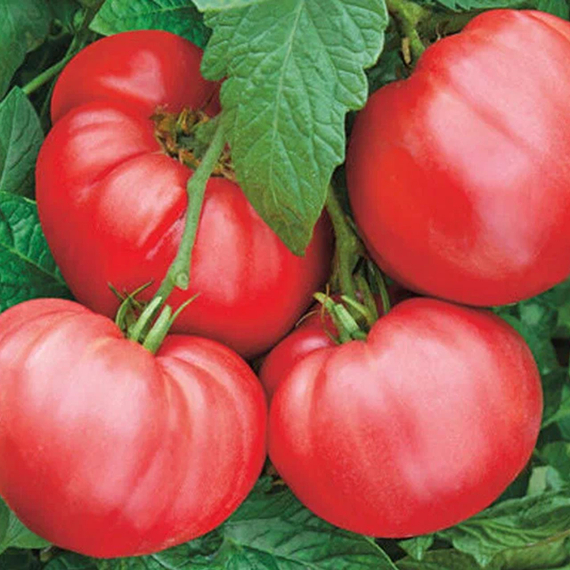 Пинквин F1 семена томата индетерминантного (Rijk Zwaan / ALEXAGRO) культура – фото 5