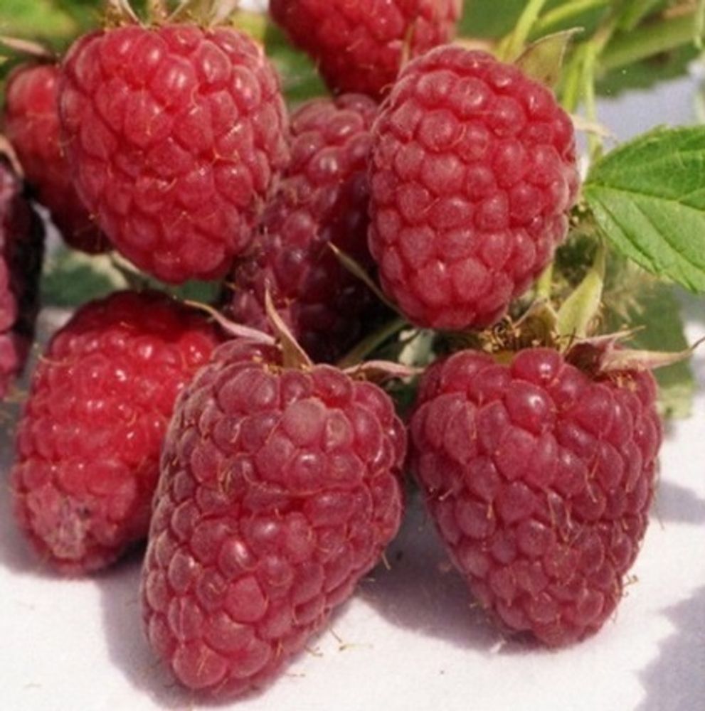 Малина ремонтантная Изобильная Казакова Малина ремонтантная Изобильная Казакова