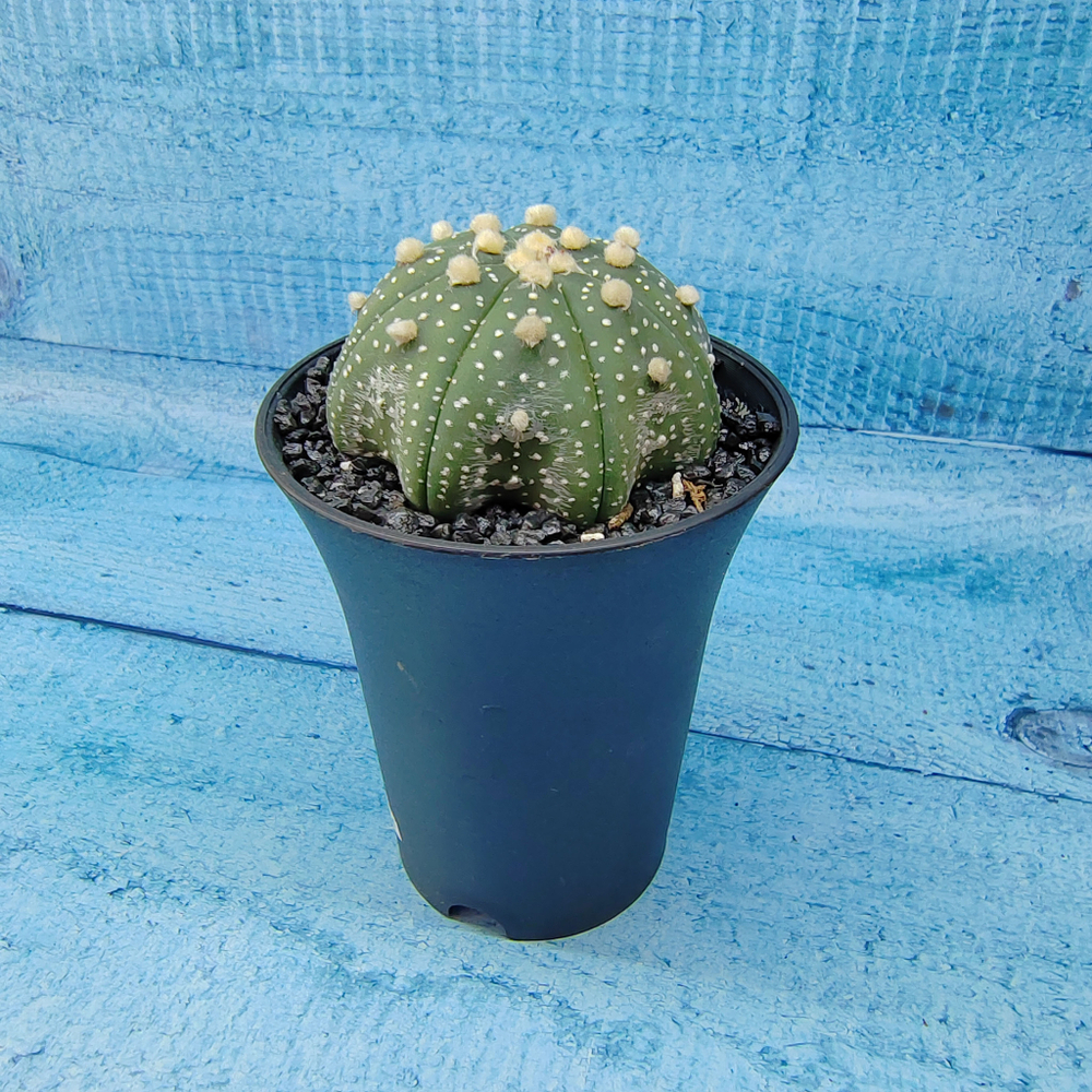 Astrophytum Asterias (Астрофитум)
