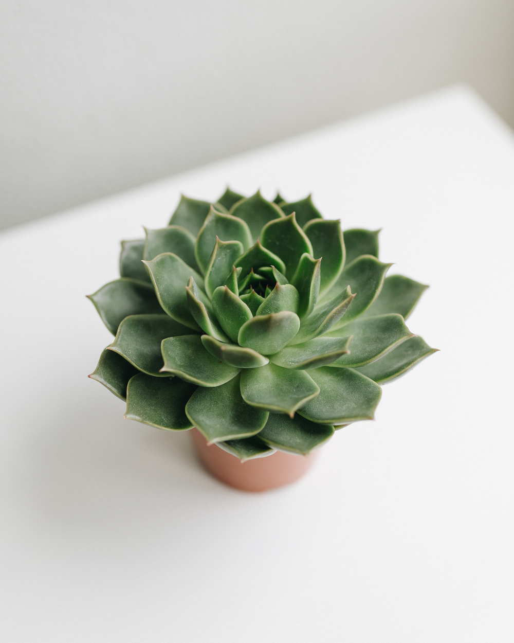 Эхеверия Элеганс