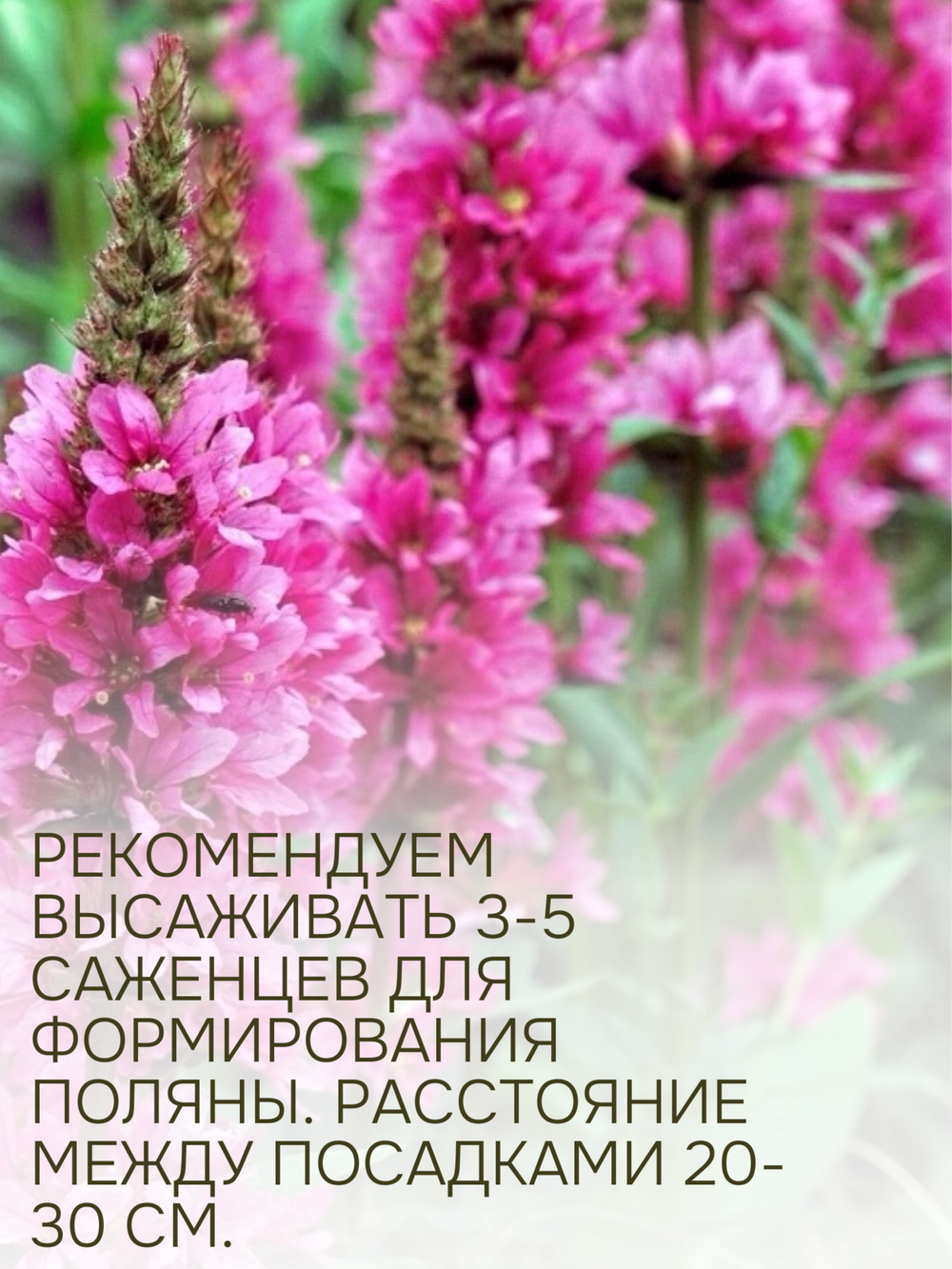 Растение многолетнее набор из 4 шт