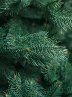 Ель голубая искусственная «Бордо» (Литая хвоя) 180 см / 1.8 м