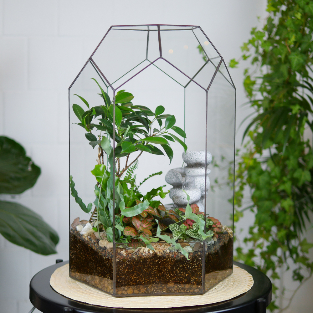 Флорариум с водопадом бонсай Фикус