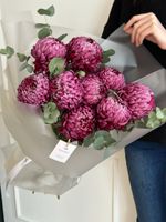 Моно из одноголовой хризантемы сливового оттенка