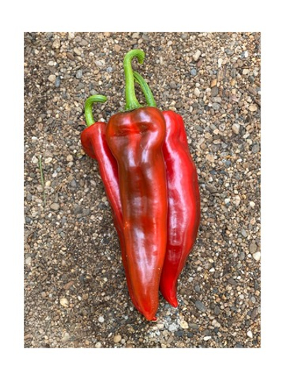 Армагедон F1 семена перца ( Yuksel Tohum / )