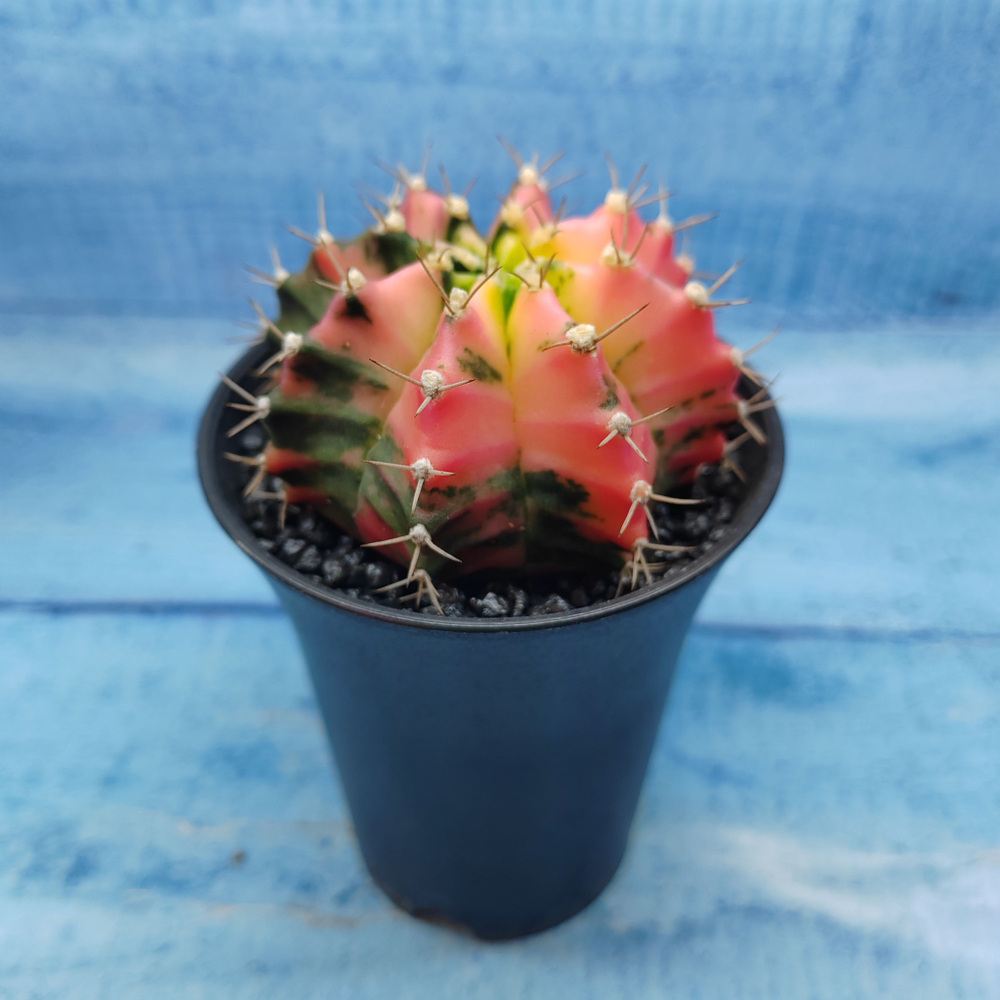 Gymnocalycium Variegata (Гимнокалициум Вариегатный)