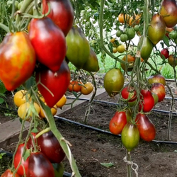 Помидоры - Бронзовое Сердце Сержанта Пеппера