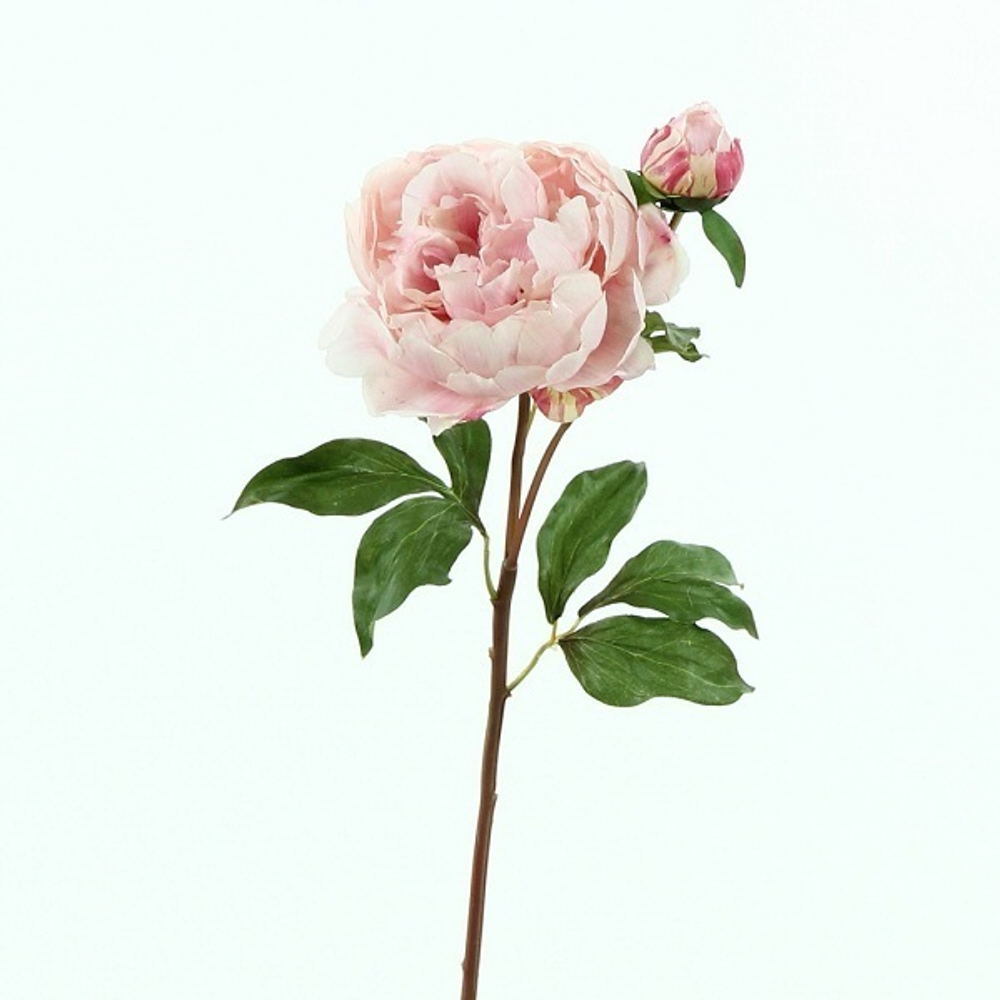 Пион розовый с бутоном  [Арт. TSF00373]