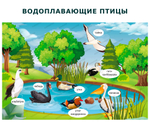Комплект развивающий Природа: Водоплавающие птицы 2166