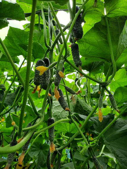 Бомбардир F1 семена огурца  (Гавриш) – фото 3