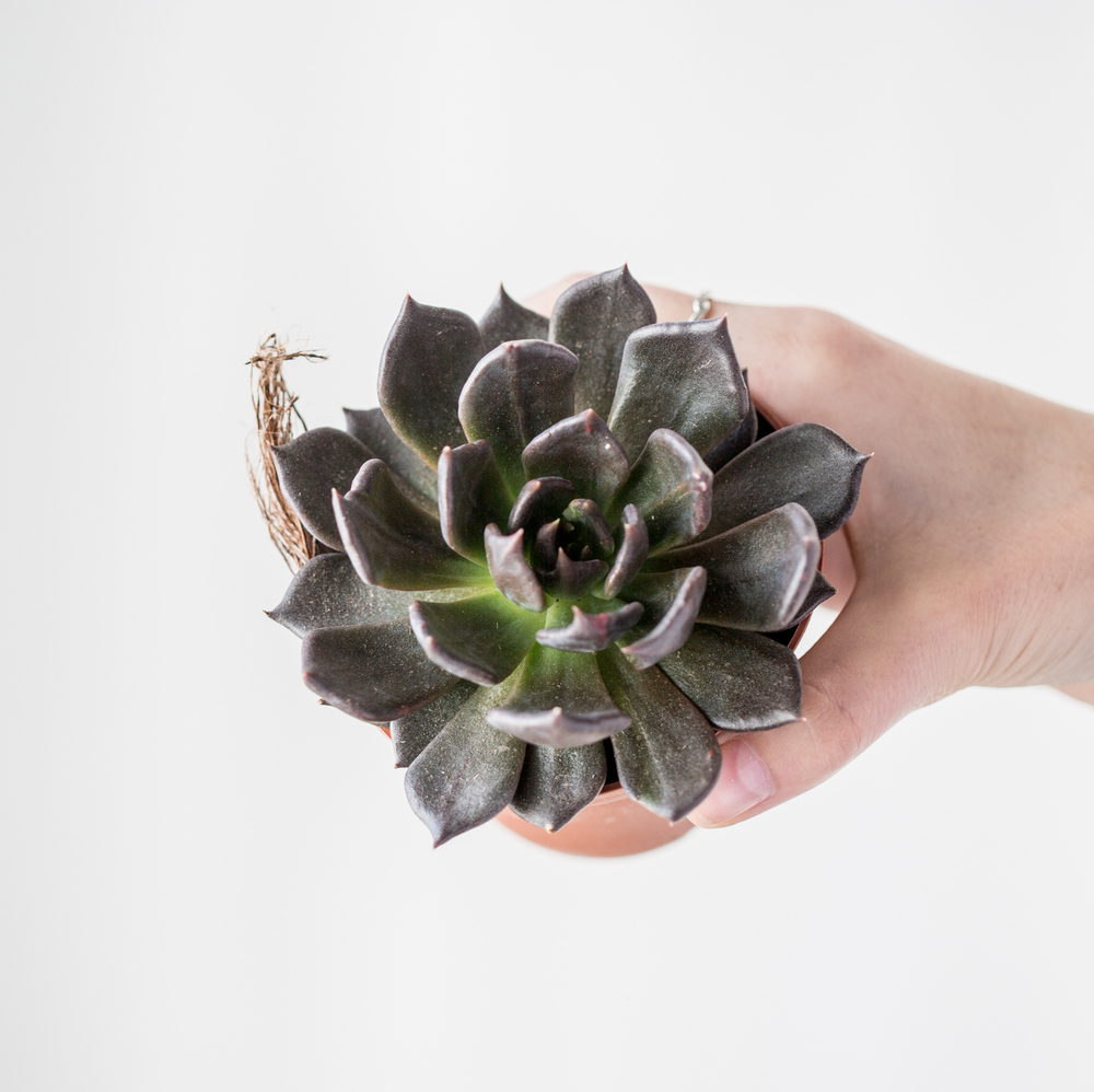 Эхеверия Черный принц