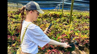 40 новых сортов кротонов в предзаказе 2026