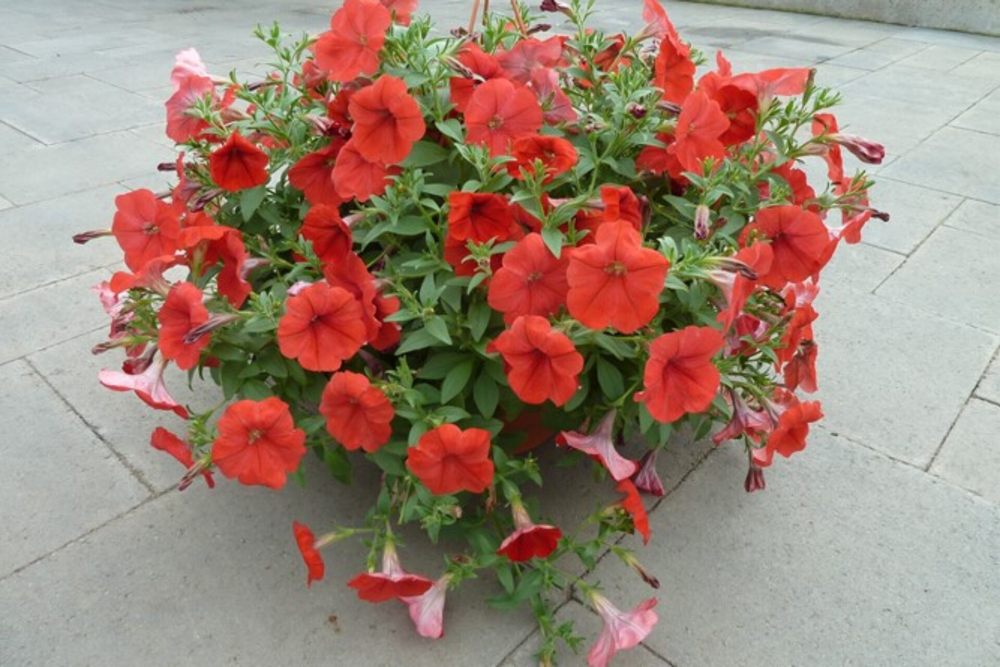 Петуния ампельная Опера Ред F1 (50др) Витагрин Профи